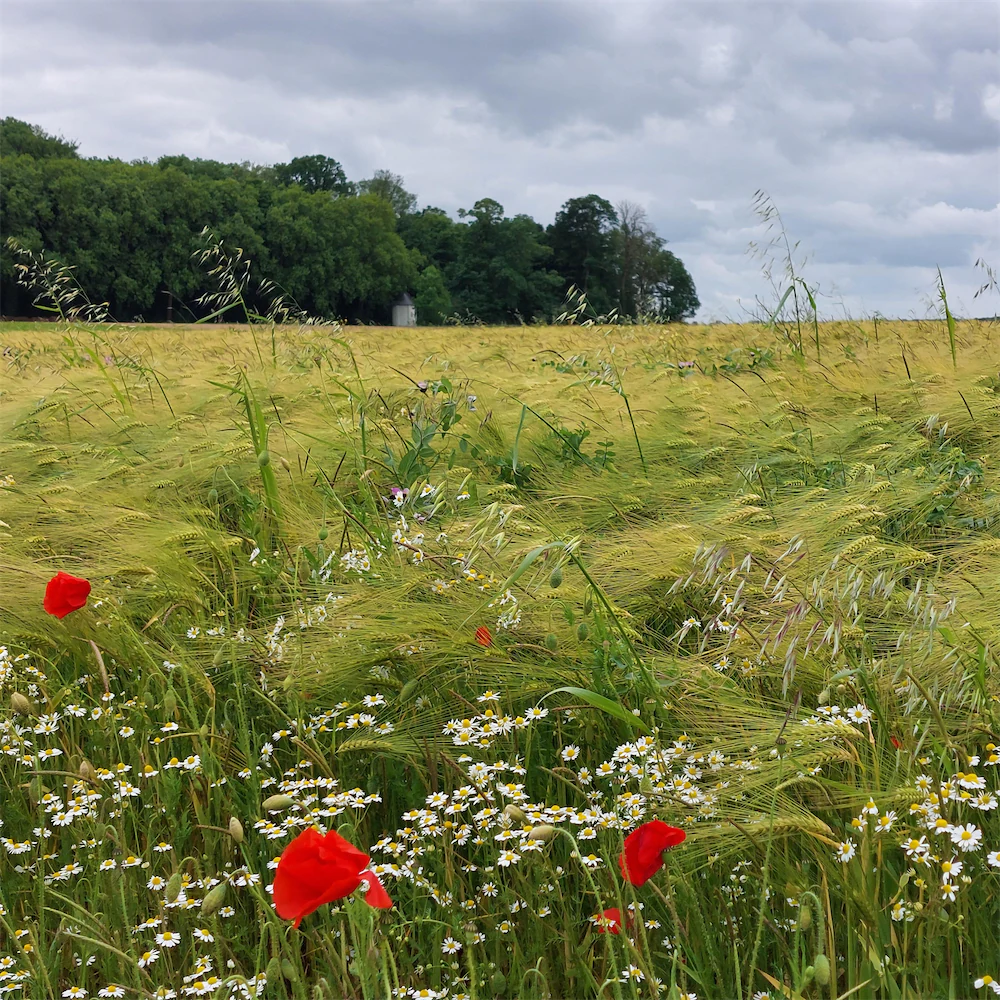 Champ d'agriculture durable